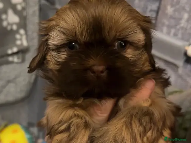 Shih Tzu dogs 🐶💕 Beautiful Female Shih Tzu Puppy for Sale! 💕 - Advert 1