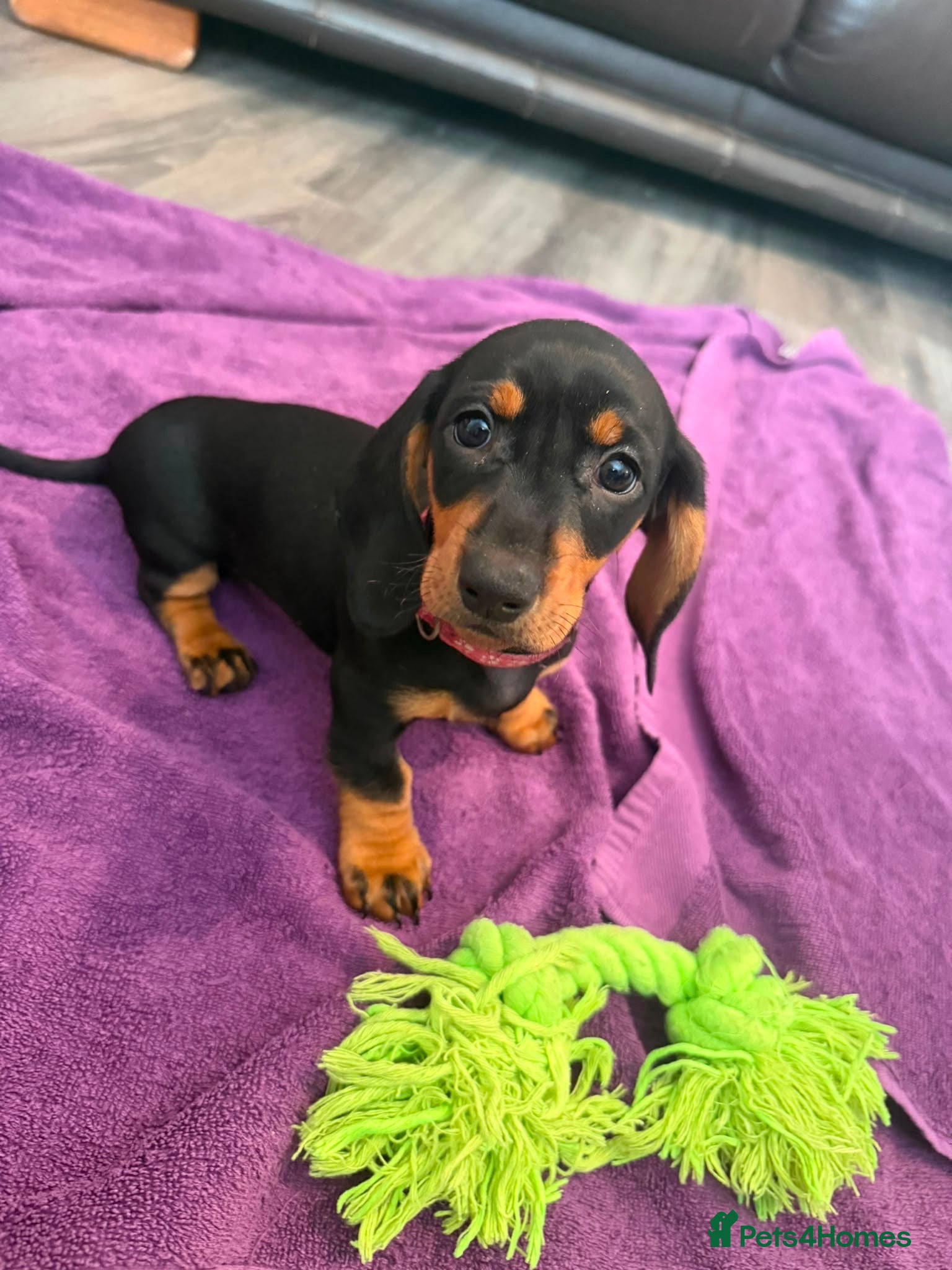 Dachshund dogs Black & Tan Standard Smooth Dachshund Puppies - Advert 2