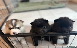 Pomsky dogs for sale: Pomsky Puppies  - Image 1