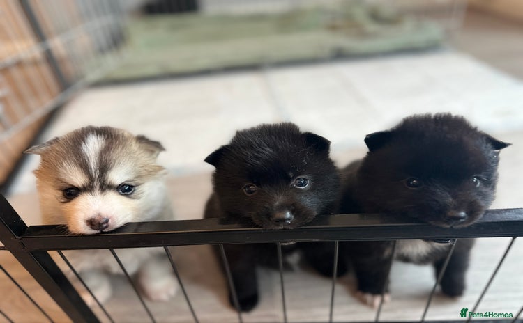 Pomsky dogs - Advert 2