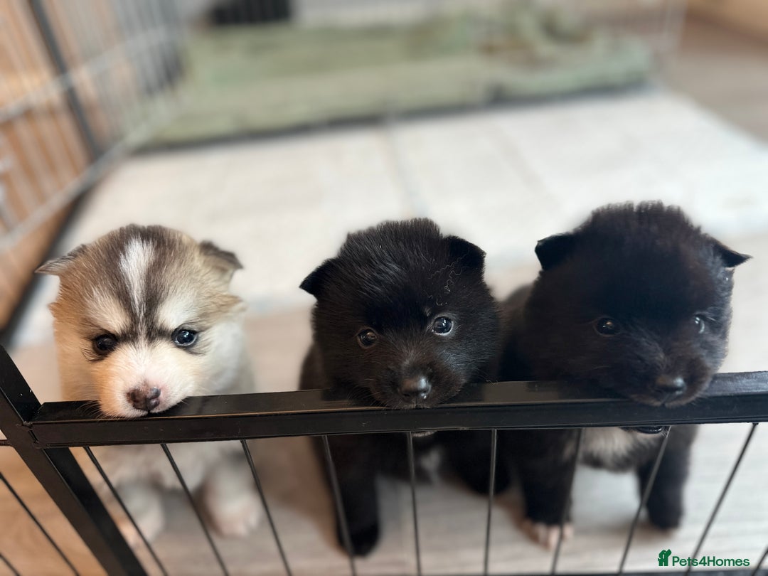 Pomsky dogs for sale: Pomsky Puppies  - Image 1