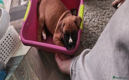 Boxer dogs for sale: BOXER PUPPIES FOR SALE  - Image 17