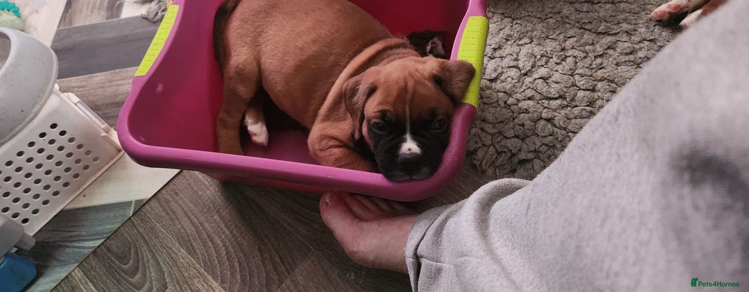 Boxer dogs for sale: BOXER PUPPIES FOR SALE  - Image 17