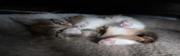 Mixed Breed cats for sale: 6 Adorable Kittens Looking for Their Forever Homes - Advert 20