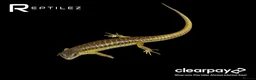 Skink reptiles for sale: SKINK BABIES - Advert 5
