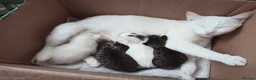 Siberian cats for sale: 4 kittens for sale - Advert 32
