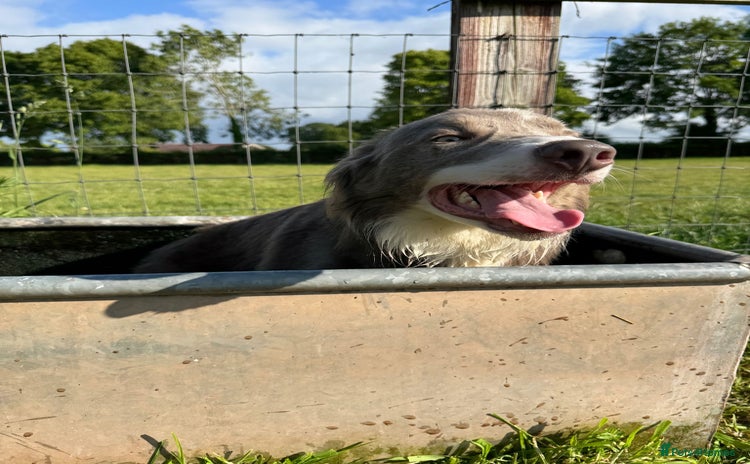 Border Collie dogs - Advert 1