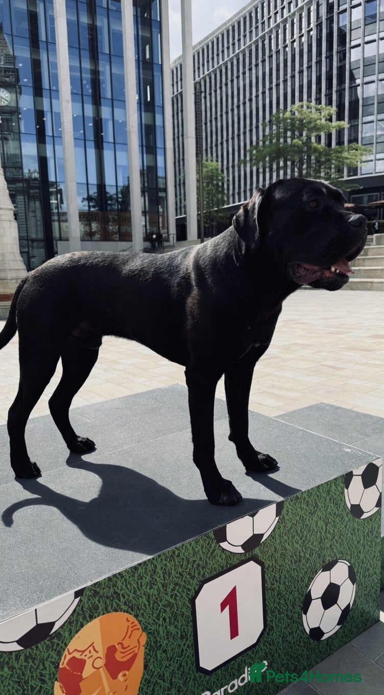 Cane Corso dogs Champion Bloodline Cane Corso - Advert 1