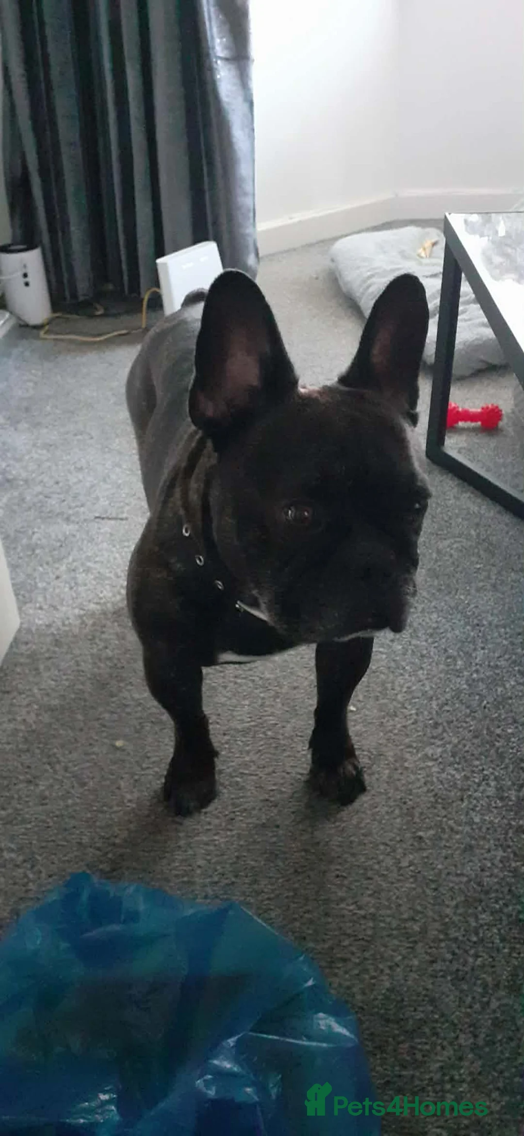 French Bulldog dogs for sale: French bulldog 4 years old  in Hull - Advert 3