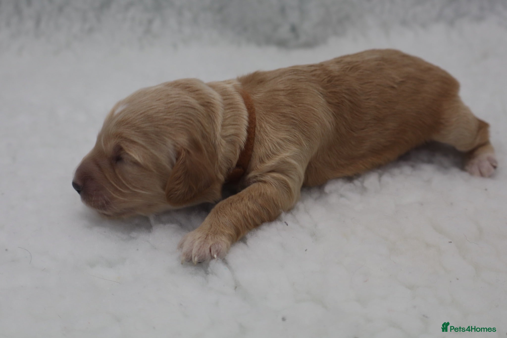 Cockapoo dogs ELITE COCKAPOOS LICENSED 5* BREEDERS - Advert 2
