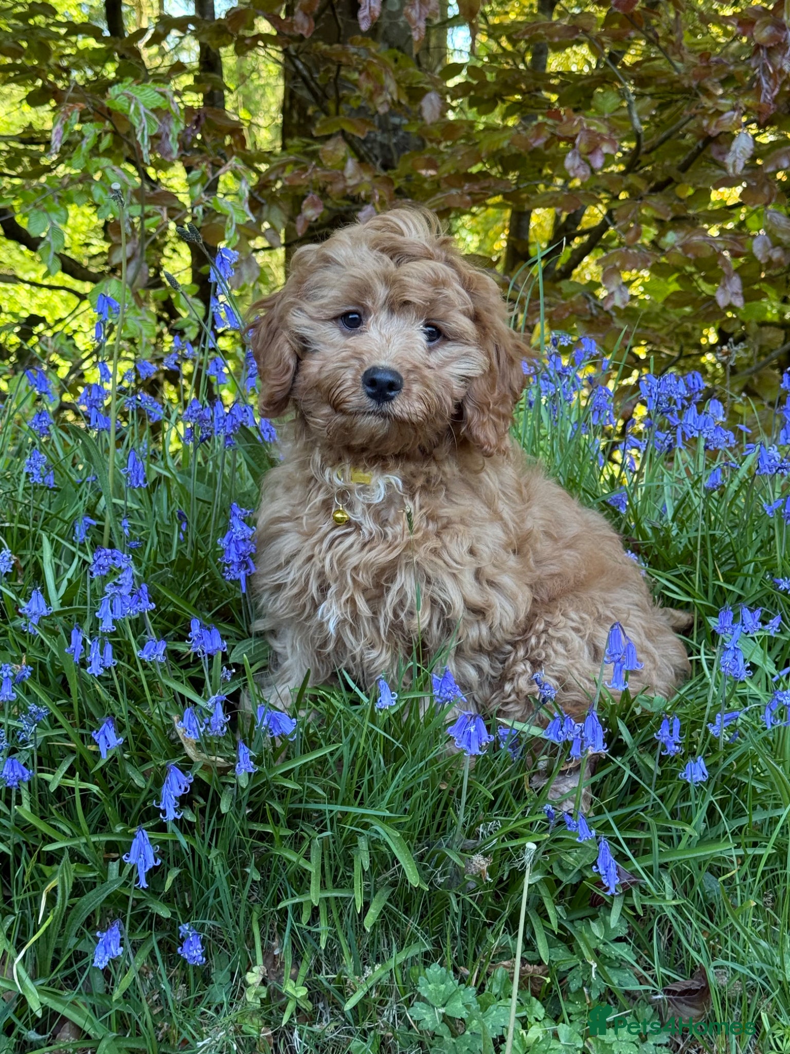 Cavapoo dogs for sale: Max is looking for his new home - Advert 2