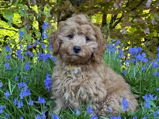 Cavapoo dogs for sale: Max is looking for his new home - Advert 2