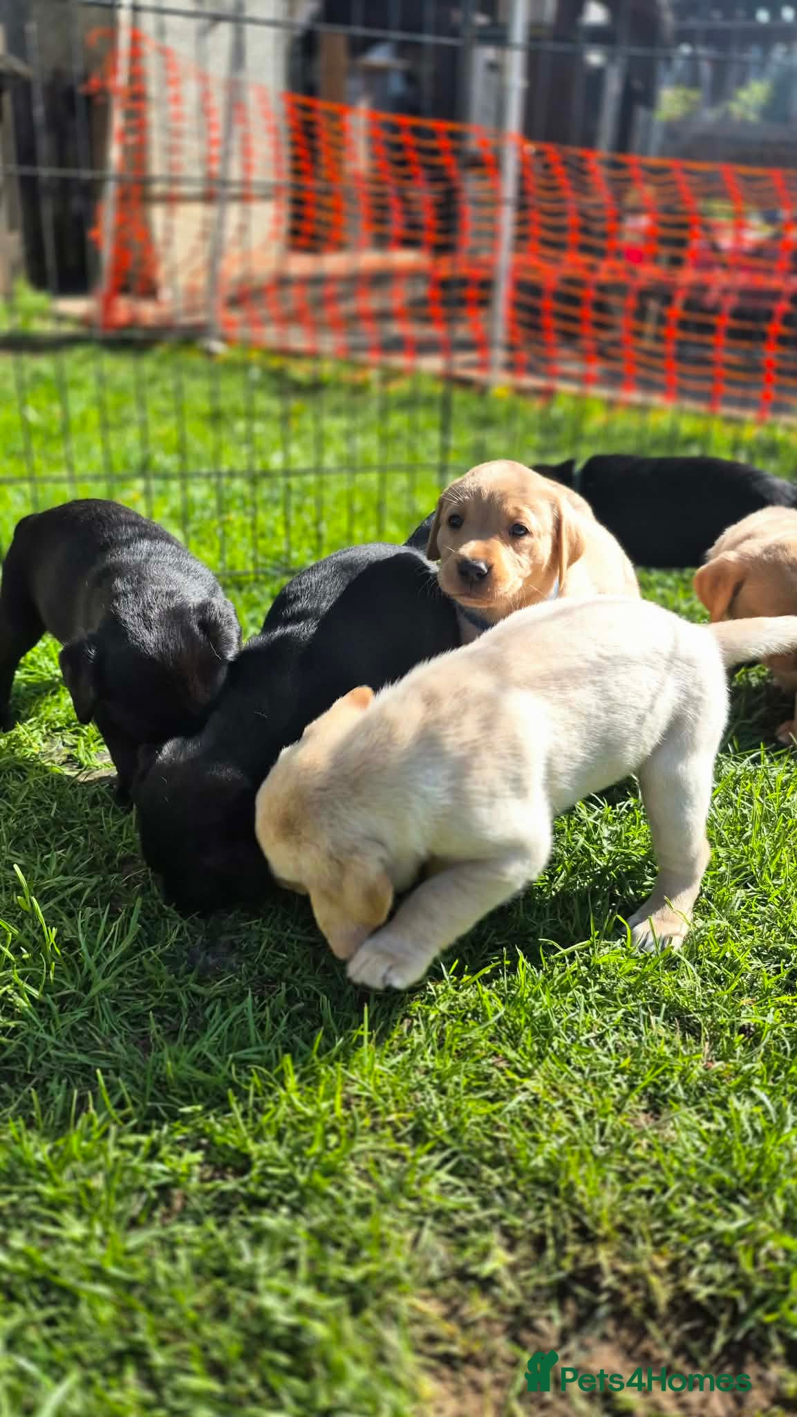 Labrador Retriever dogs KC Registered top quality pups - Advert 6