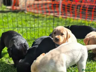 Labrador Retriever dogs KC Registered top quality pups - Advert 6