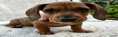 Girl SOLD