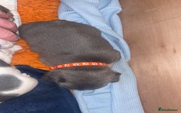 French Bulldog dogs for sale: 2 Male French Bulldog Puppies For Sale - Image 9