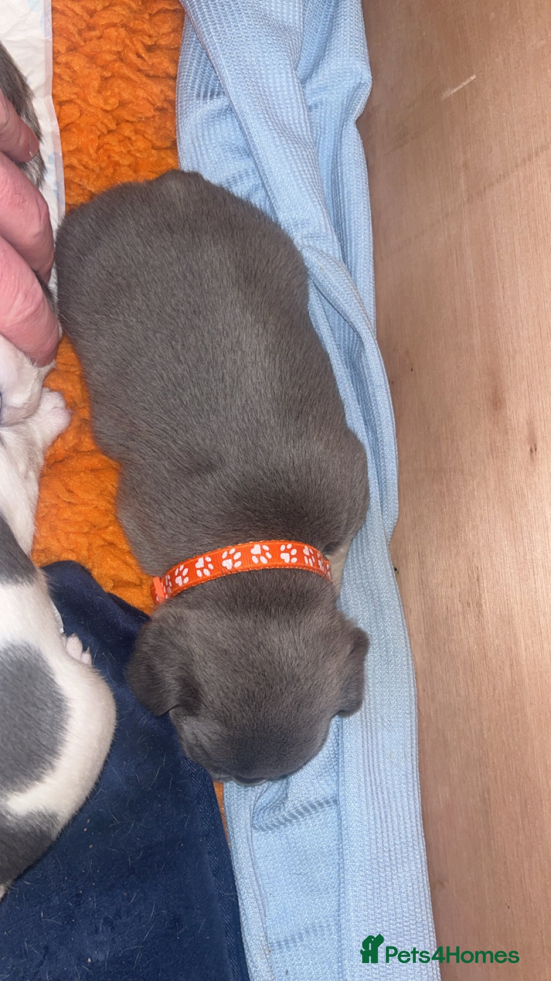 French Bulldog dogs for sale: 2 Male French Bulldog Puppies For Sale - Image 9