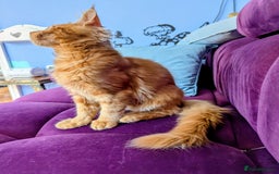 Maine Coon cats for sale: Beautiful Pedigree Maine Coon Kittens  - Image 17