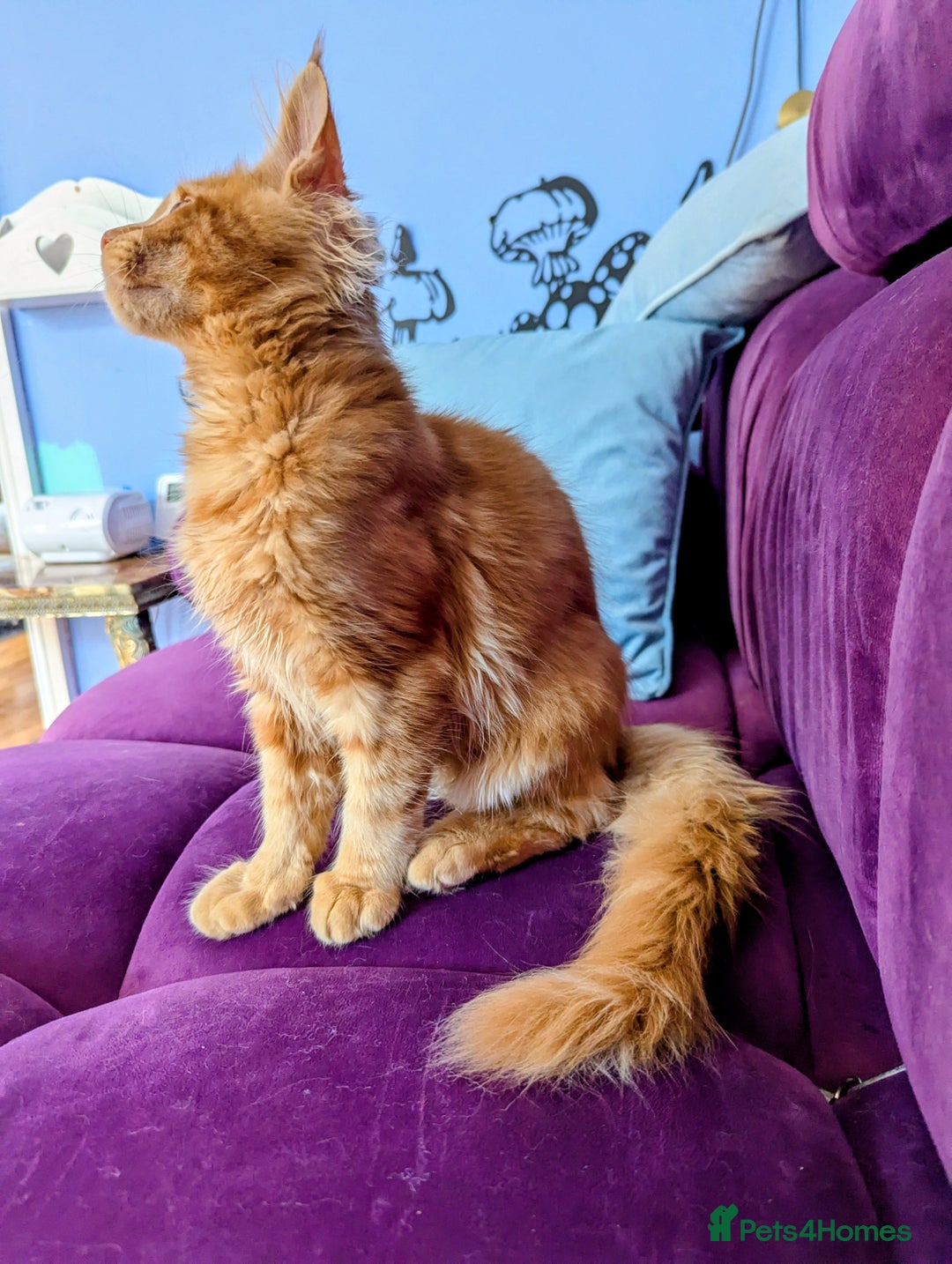 Maine Coon cats for sale: Beautiful Pedigree Maine Coon Kittens  - Image 17