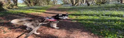 Siberian Husky dogs for stud: beautiful Zeus in Bristol - Advert 6