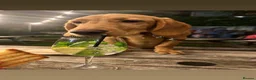 Springador dogs for sale: Male springador - Advert 2