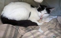 Turkish Van cats for sale: Beautiful kittens for sale  - Image 11