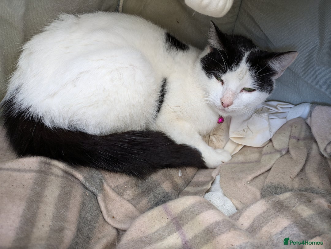 Turkish Van cats for sale: Beautiful kittens for sale  - Image 11