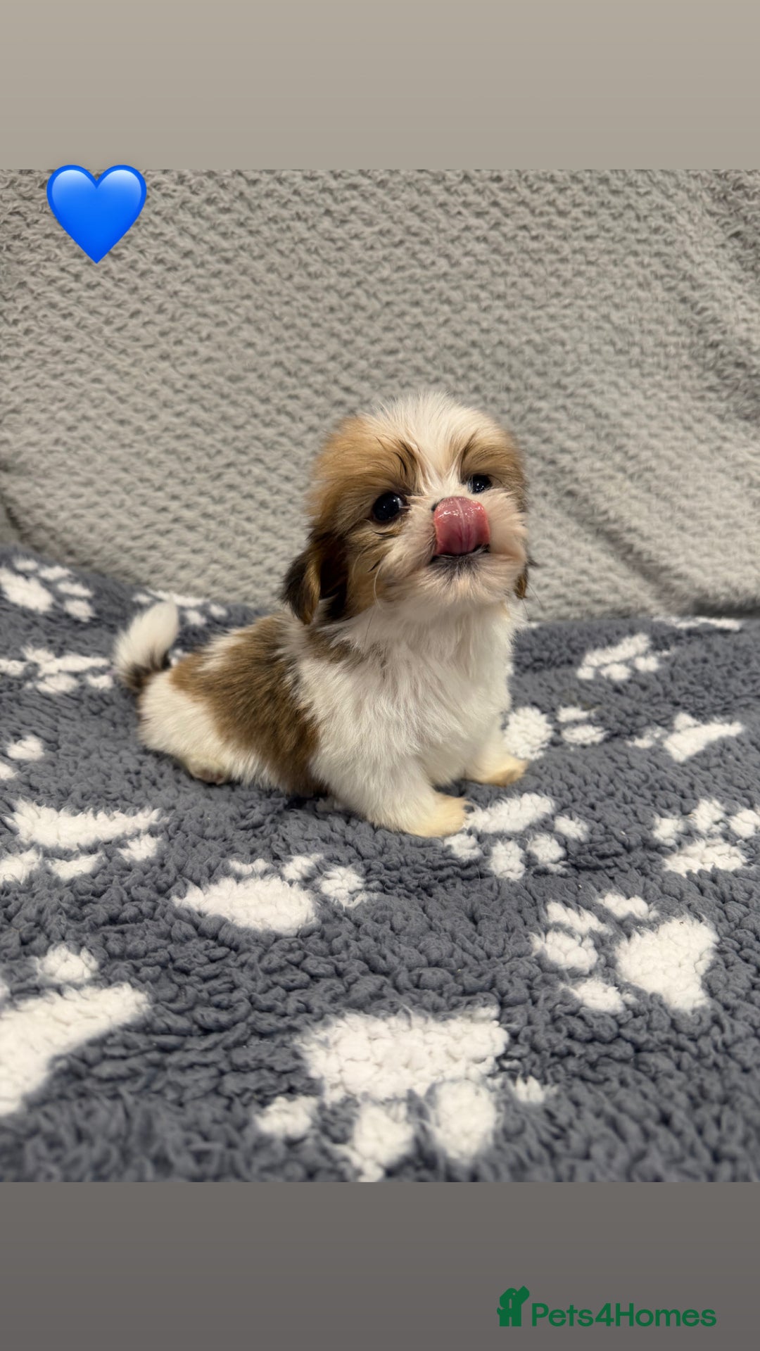 Lhasa Apso dogs for sale: Lhasa apso puppies 🐶 - Advert 7