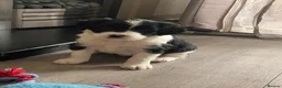 Mixed Breed dogs for sale: The cutest things looking for loving homes - Advert 12