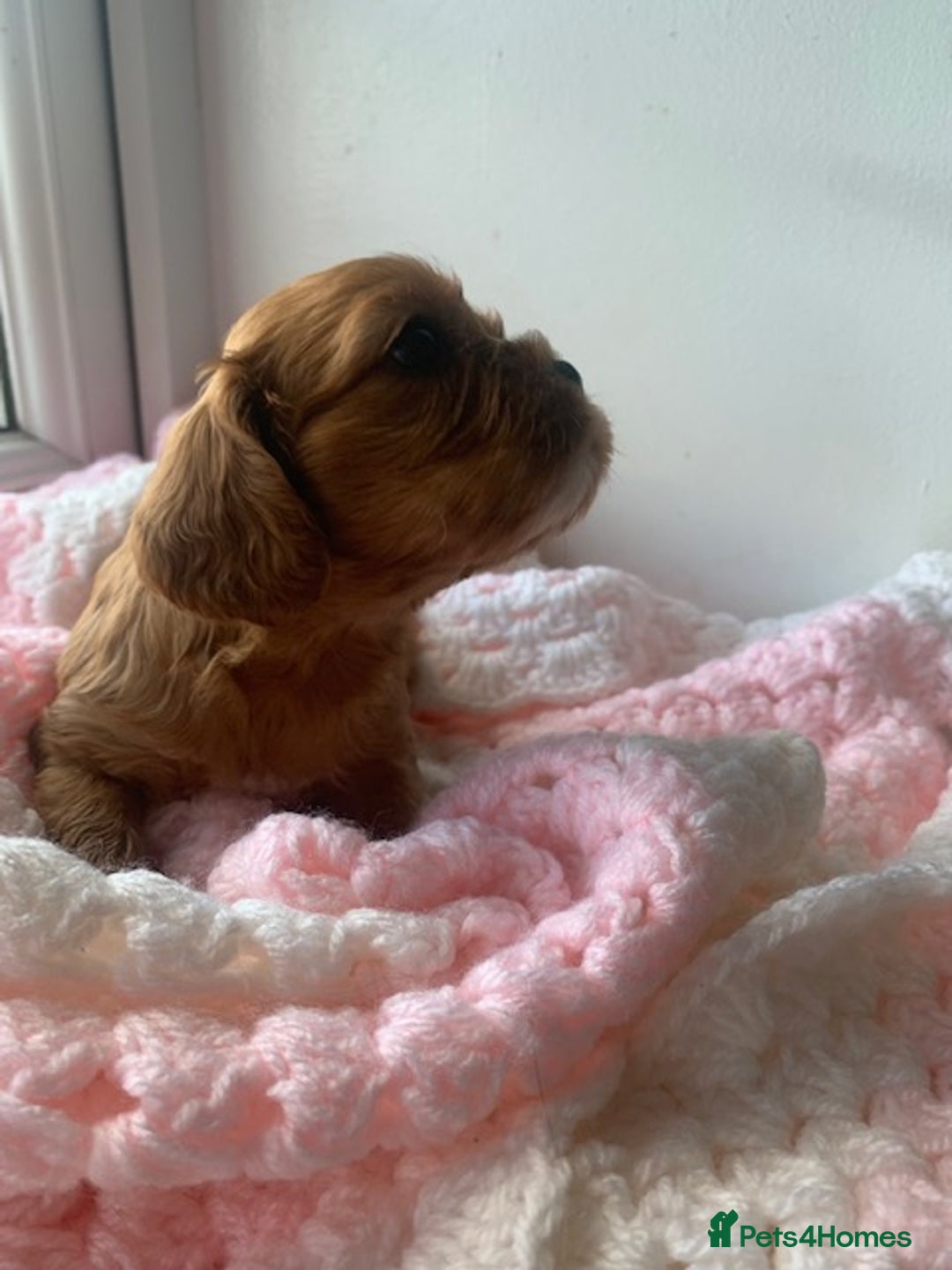 Cavalier King Charles Spaniel dogs for sale: ruby & black and tan kc reg pups - Advert 5