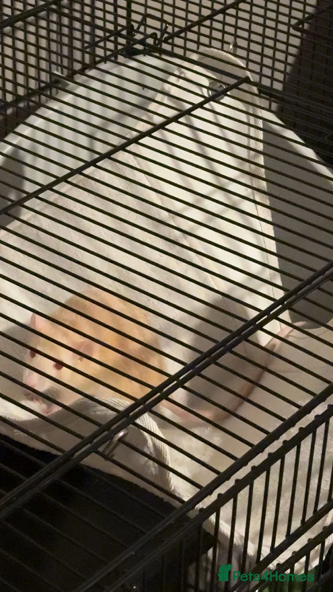 Rat rodents for sale: Two female bonded rats free to a good home! - Advert 1
