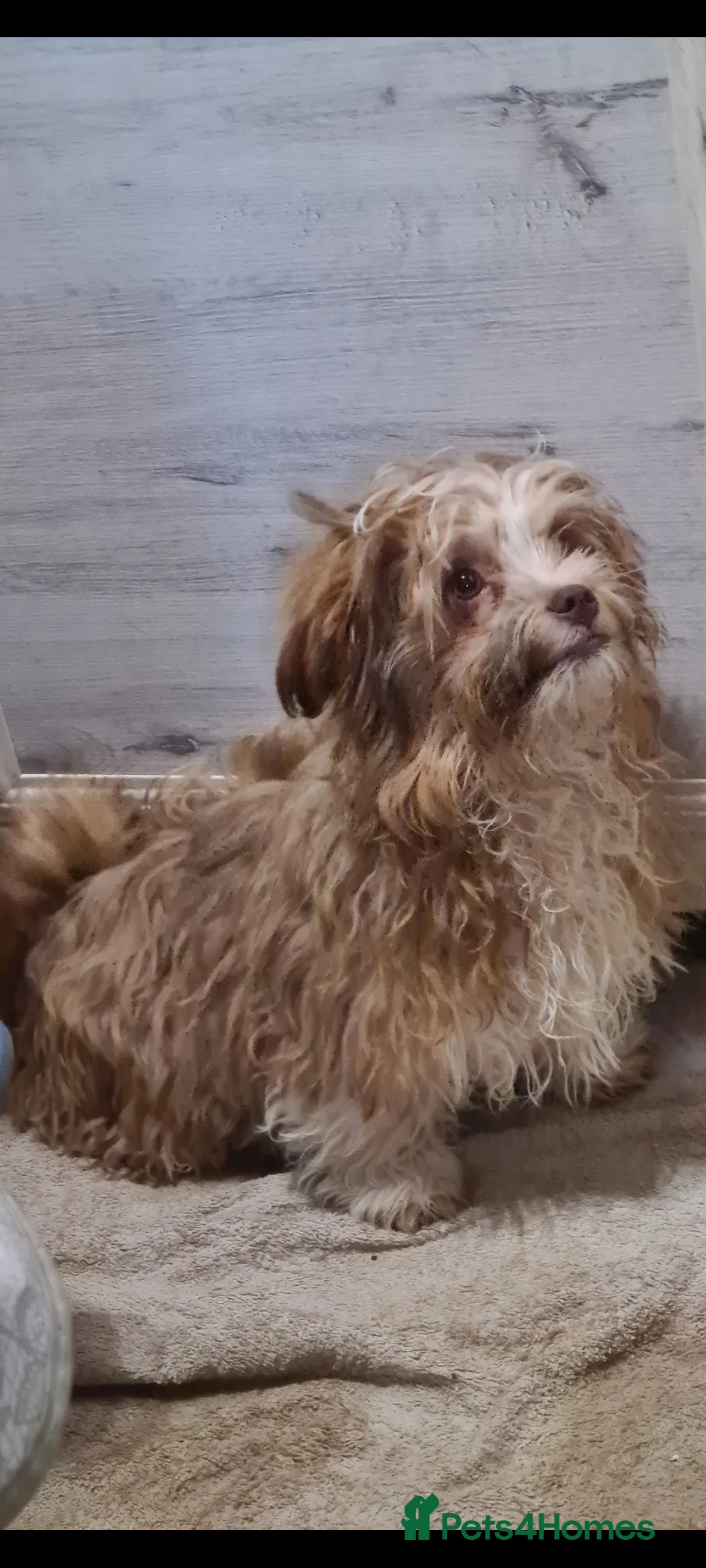 Shih Tzu dogs for adoption: Betty & Barney 7 inch tall. Small  - Advert 2