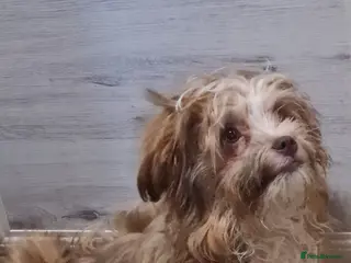 Shih Tzu dogs Betty & Barney 7 inch tall. Small breeds - Advert 18