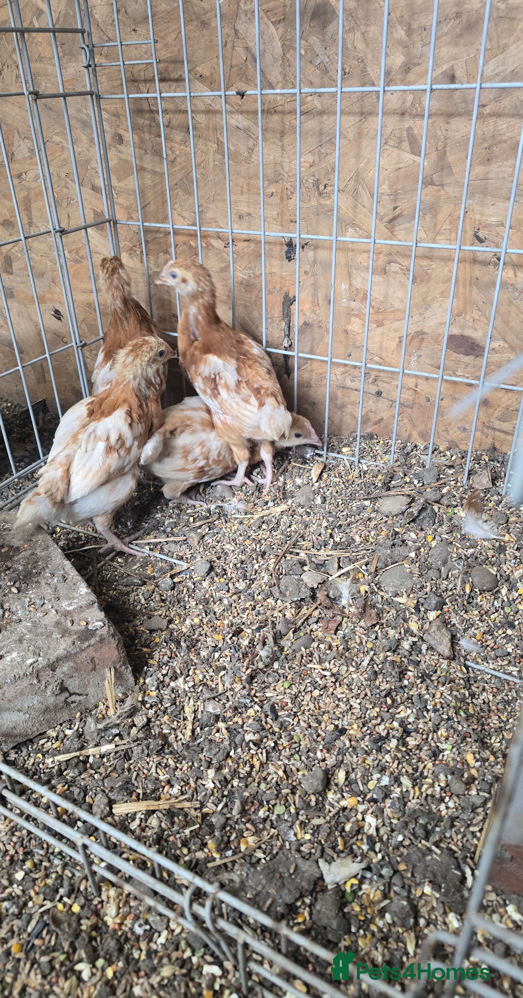 Chickens poultry for sale: Bovan brown  - Advert 1