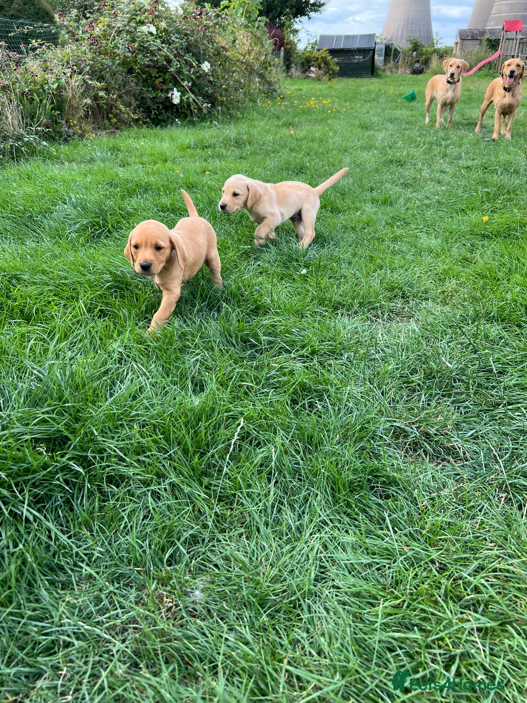 Labrador Retriever dogs for sale: Beautiful healthy puppies ready THIS WEEKEND - Image 17