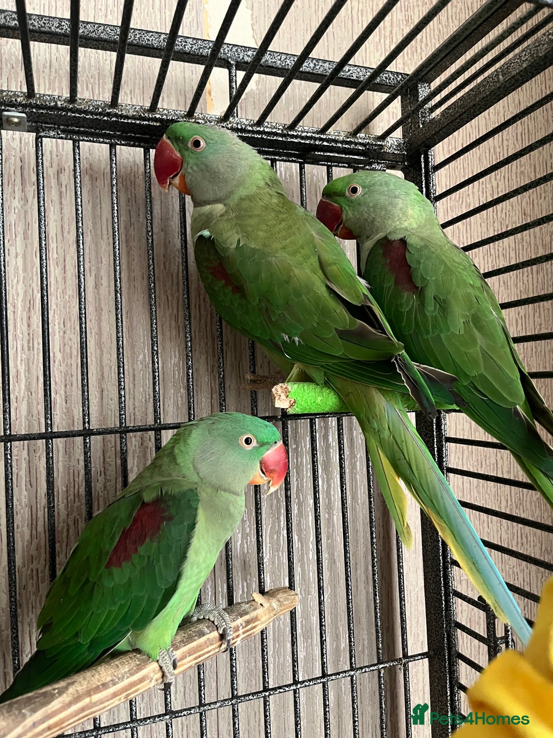Parakeets birds for sale: Alexandrines for sale - Image 7