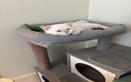 British Shorthair cats for sale: British Shorthair golden and silver - Image 10