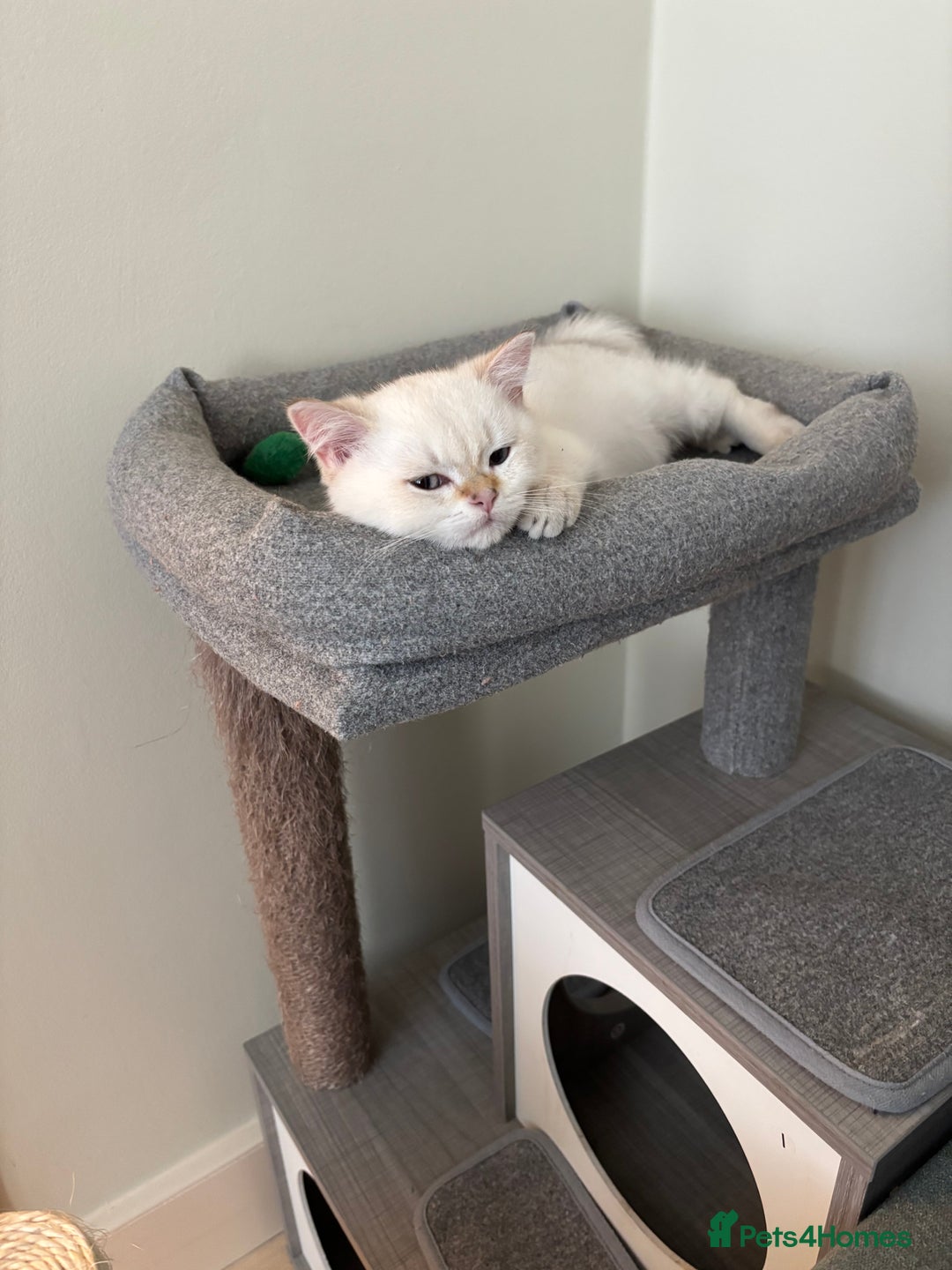 British Shorthair cats for sale: British Shorthair golden and silver - Image 10