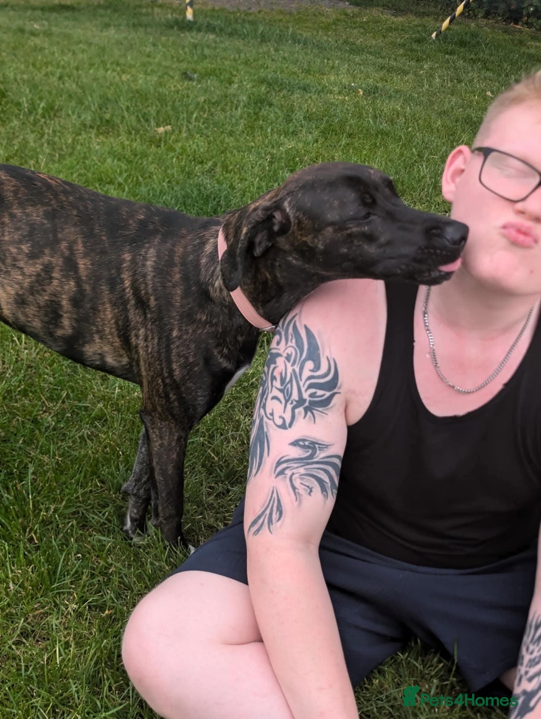 Mixed Breed dogs for sale: Bull-lurcher X - Advert 3