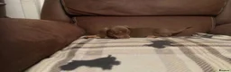 Dachshund dogs for sale: Adorable dachshund puppies in Paisley - Advert 3