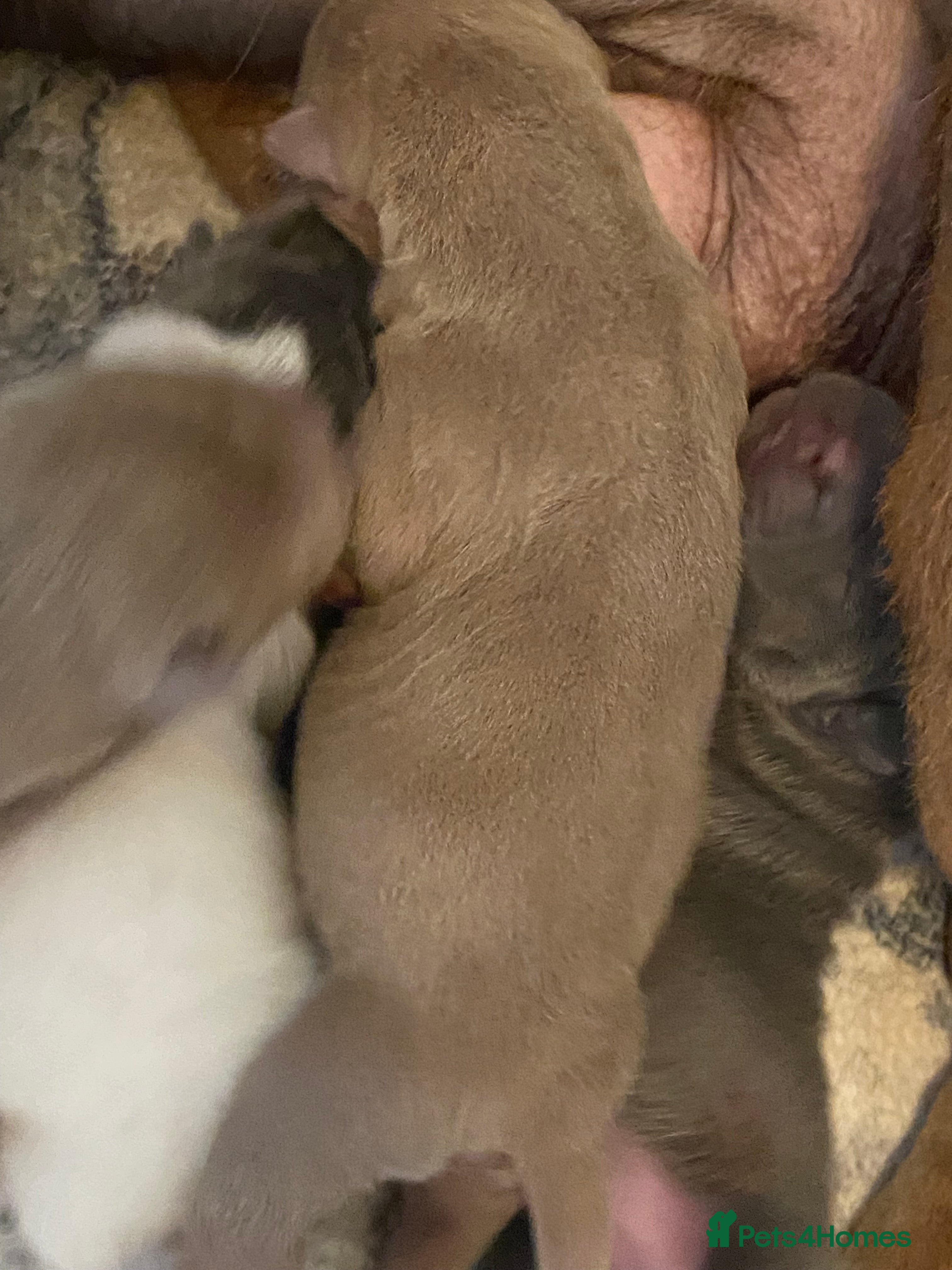 Shar Pei dogs for sale: Beautiful shar pei puppies - Advert 4
