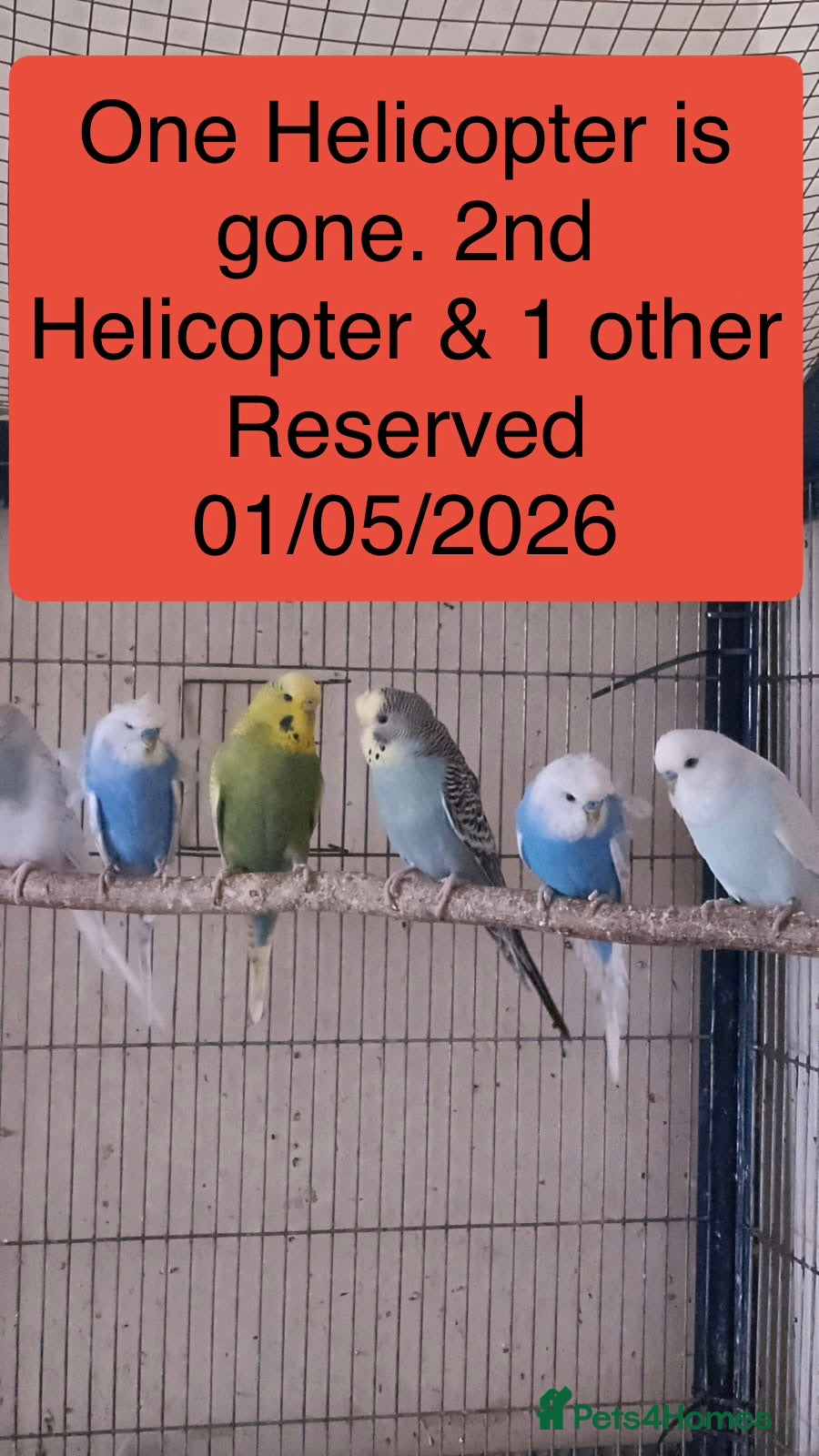 Budgerigars birds 6 budgies  - Advert 13