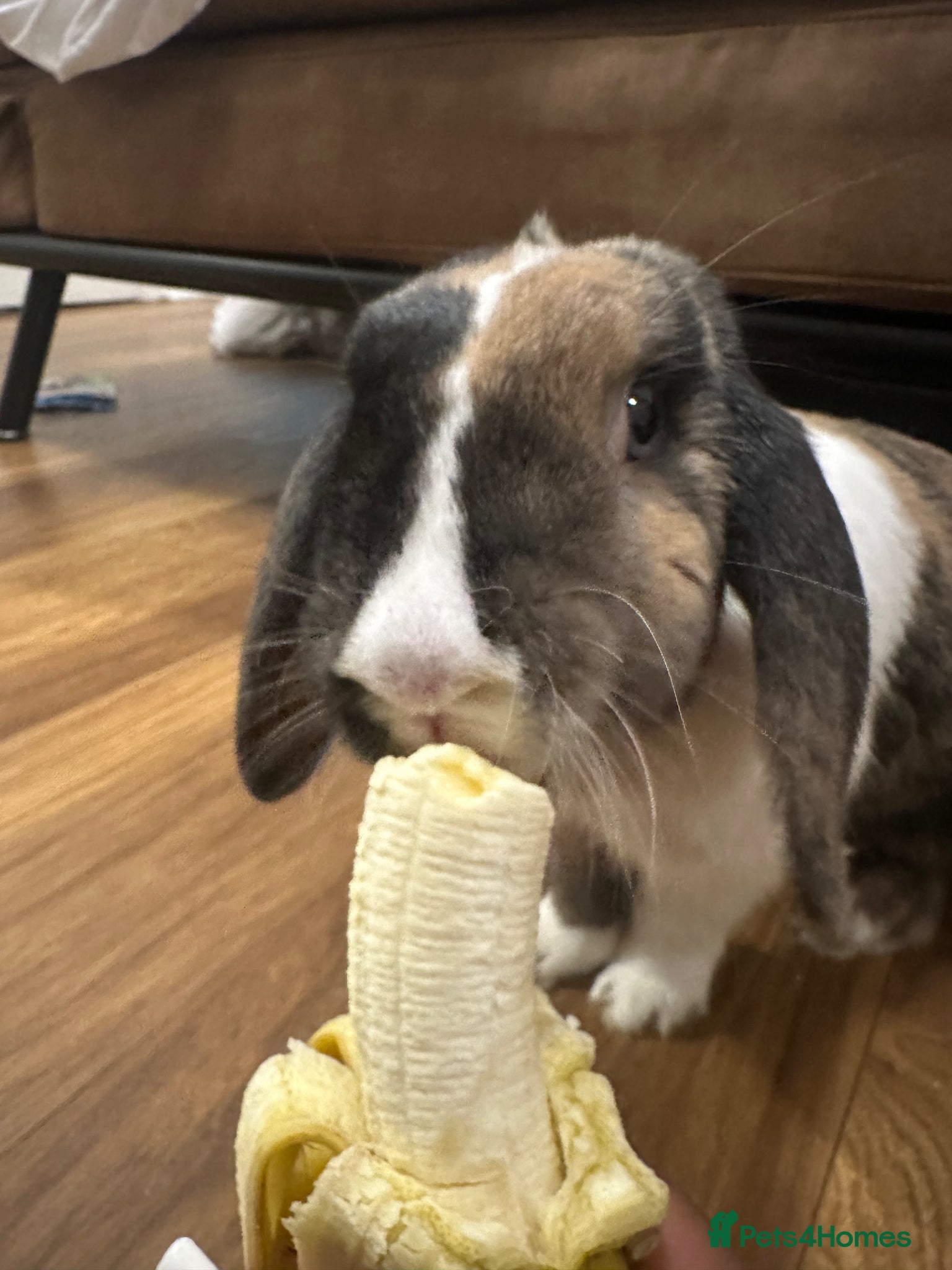 Mixed Breed rabbits Mini lop x for new home  - Advert 1