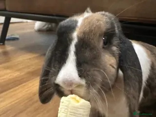 Mixed Breed rabbits Mini lop x for new home - Advert 8