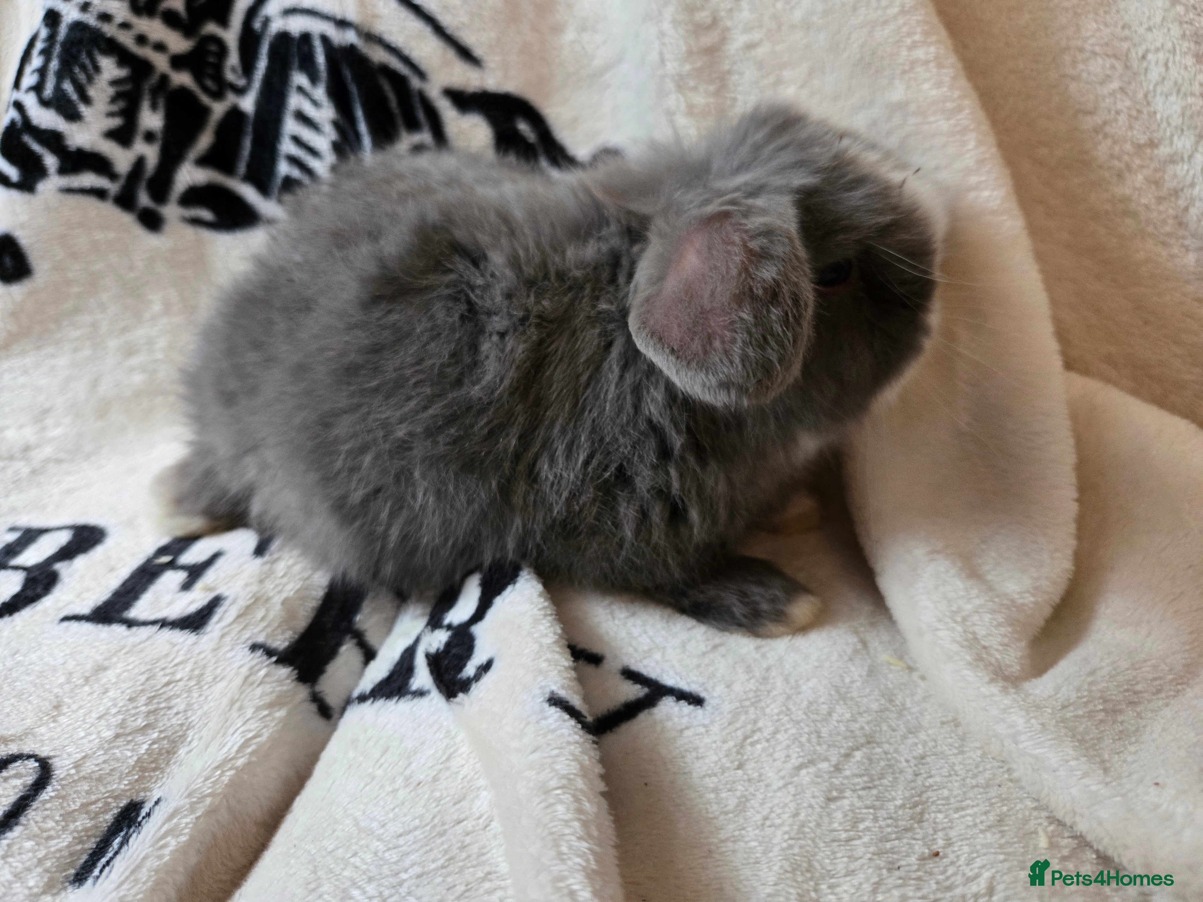 Mini Lop rabbits Stunning mini lops ready to secure. - Advert 6