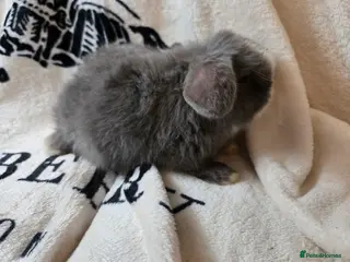 Mini Lop rabbits Stunning mini lops ready to secure. - Advert 18