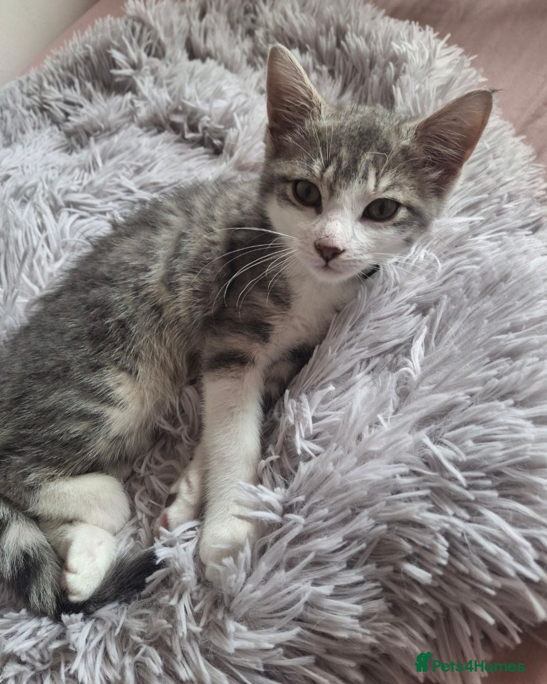 Mixed Breed cats Beautiful Female  - Advert 1