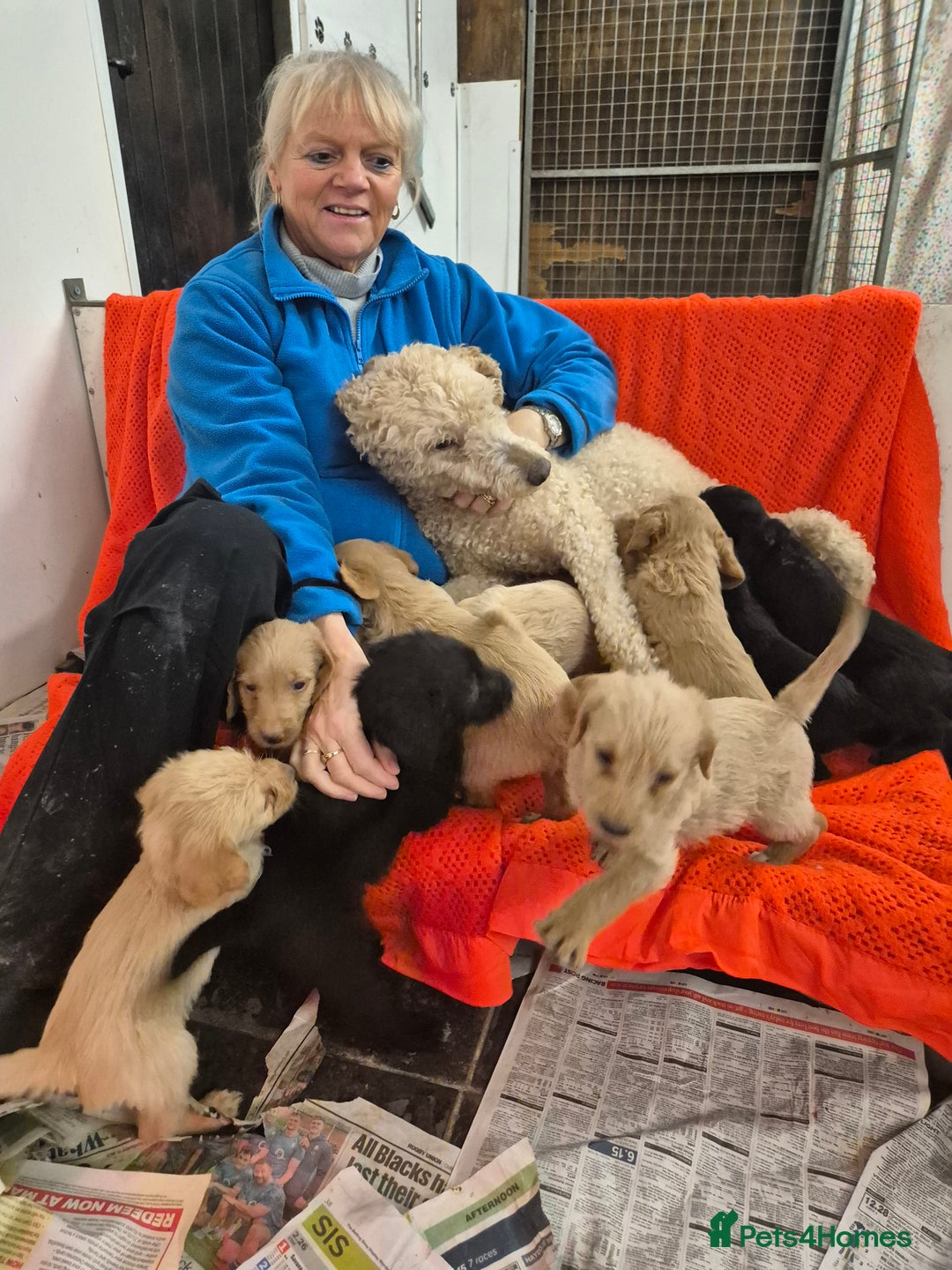 Labradoodle dogs for sale: Labradoodles for sale - Advert 4