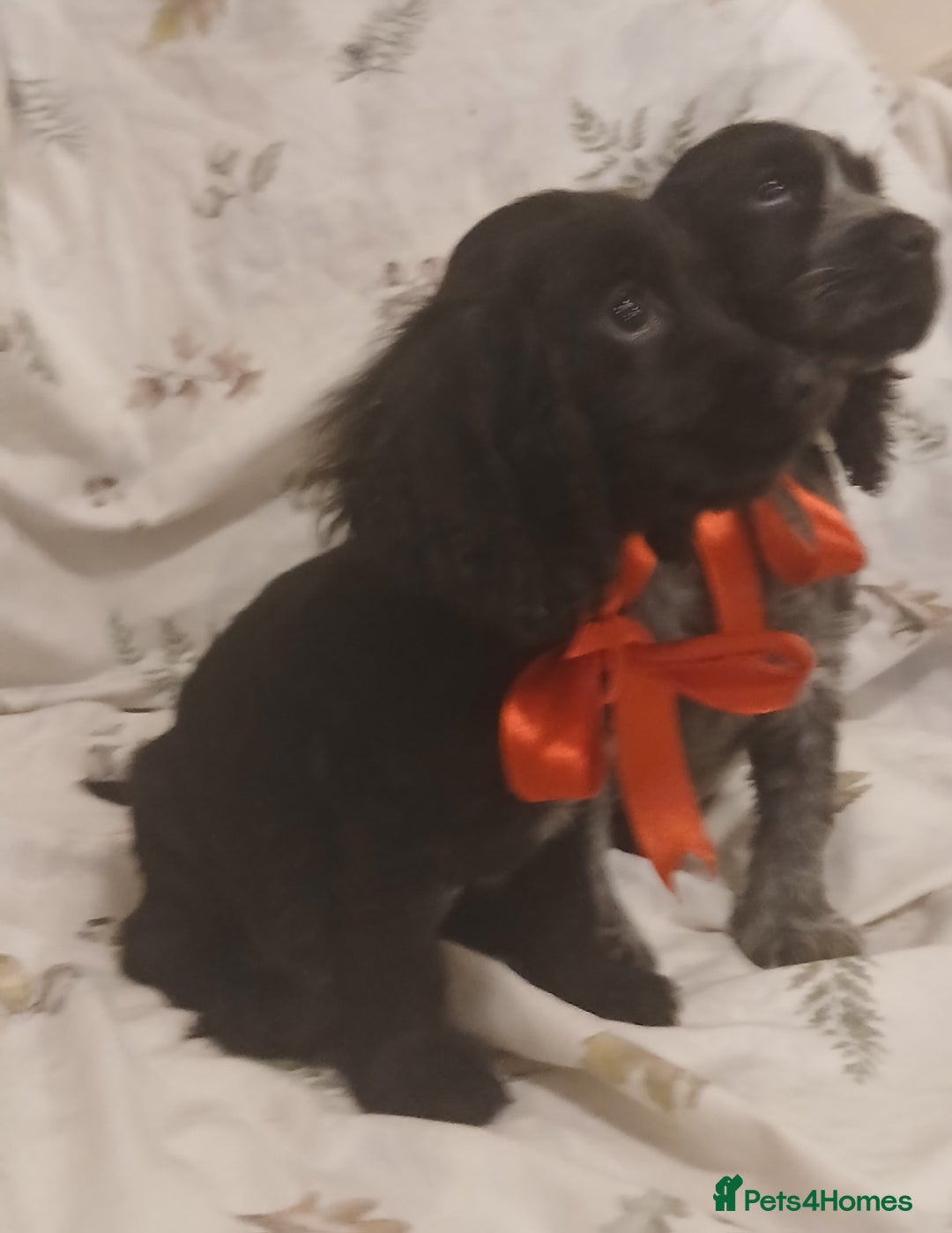 Cocker Spaniel dogs for sale: cocker spaniels - Advert 8