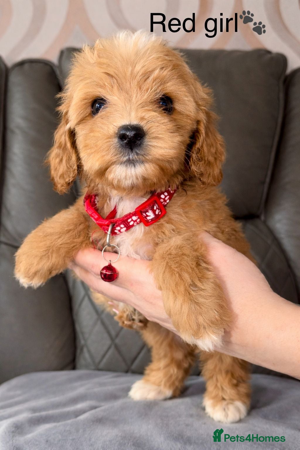 Cavapoo dogs  Ready today!|F1B Cavapoo | DNA Tested Mum - Advert 17